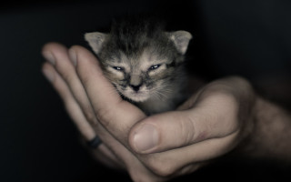 Small kitten hands black background - tiny free wallpaper for desktop