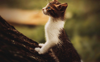 Cat heroic branch blurry depth - heroic pose free wallpaper