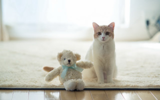 Cat teddy bear rug room - a rug free wallpaper