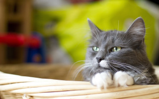 Black cat serious look basket - brenda chamberlain free wallpaper