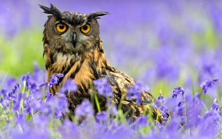Owl purple flower field yellow - an owl free wallpaper