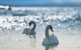 White swans lake beach blurry - lake free wallpaper for desktop
