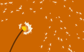 Dandelion white flowers orange background - an orange background free wallpaper