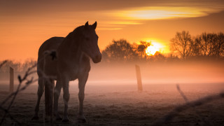 Horse field sunset fog autumn - the ground behind free wallpaper
