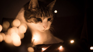 Cat table lights candle renaissance - cosmo alexander free wallpaper