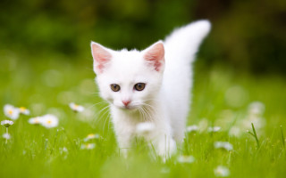 White cat field daisies bokeh - a white kitten free wallpaper