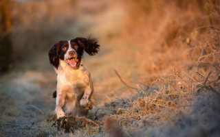 Dog running frisbee tongue autumn - a field free wallpaper