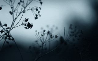 Plant bug fence moon trees - small flower free wallpaper