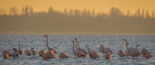 Flamingos water sunset trees ecological - the background in the distance free wallpaper