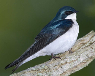 Blue white bird branch green - a branch of a tree branch free wallpaper