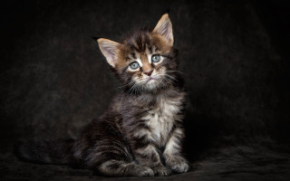 Small kitten blue eyes serious - a portrait free wallpaper