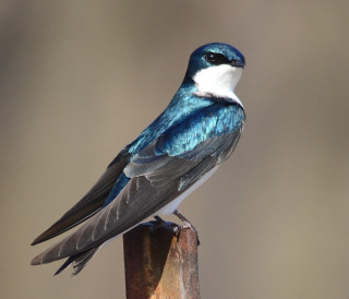 Blue white bird on wooden - a wooden post free wallpaper