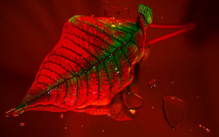 Red green leaf water droplets - a red light free wallpaper for desktop