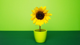 Yellow flower green pot green - a green wall free wallpaper