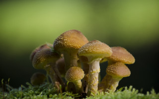 Mushrooms mossy forest nature macro - a blurry background of the grass free wallpaper