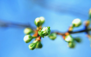 Branch buds leaves blue sky - against a blue sky background free wallpaper