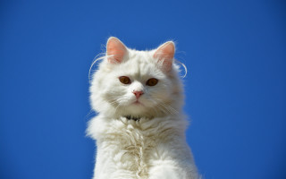 White cat collar blue sky 2 - a blue sky background behind free wallpaper