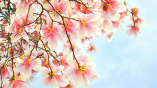 Pink flower tree blooming spring - boetius adamsz bolswert free wallpaper for desktop