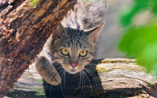 Cat looking up tree blurry - a tree branch free wallpaper for desktop