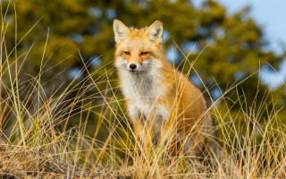 Fox grass blue sky trees - a fox free wallpaper for desktop