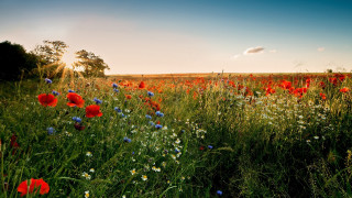 Flower field sunset sky trees - a field of flowers free wallpaper for desktop