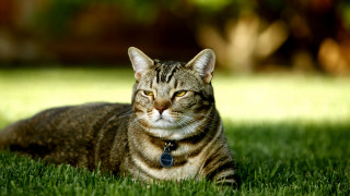 Cat grass collar closed eyes 2 - a collar free wallpaper