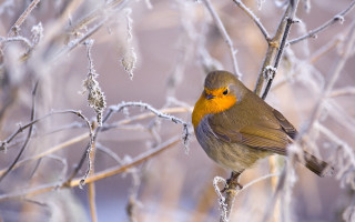 Ice frosted branch bird yellow - feather free wallpaper