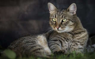 Sad cat laying in grass - something free wallpaper for desktop