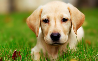 Sad puppy grass looking camera - a puppy free wallpaper