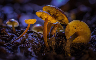 Mushrooms forest snow dirt macro - a group of mushrooms free wallpaper