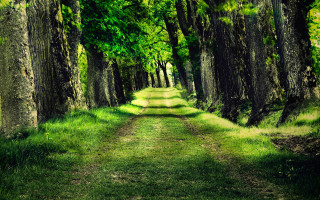 Dirt road forest trees grass 4 - the path free wallpaper