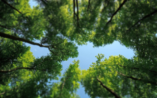 Tree canopy blue sky green - many free wallpaper