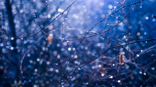 Tree water drops night woods - a few light free wallpaper