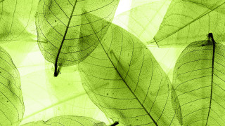 Green leaf ecological art macro - a black border free wallpaper for desktop