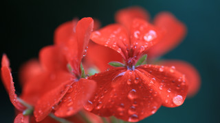 Red flower water droplets macro 11 - a red flower free wallpaper