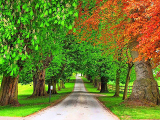 Autumn forest road tree leaves - fauvism free wallpaper