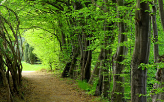 Dirt path trees grass forest - the side of the path free wallpaper