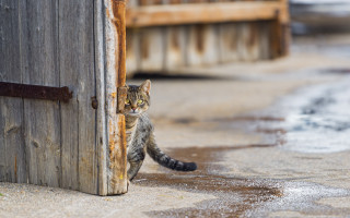 Cat standing wooden door looking - a wooden door free wallpaper