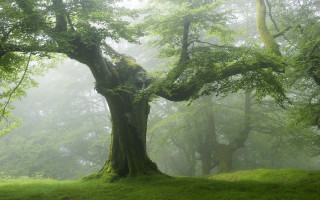 Large tree green forest fog - forest free wallpaper