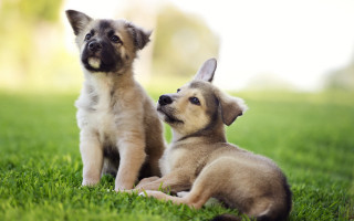 Puppies grass dogs blurry shiba - two puppy free wallpaper