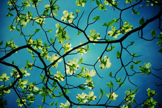 Tree branch green leaves blue - a few leaf free wallpaper