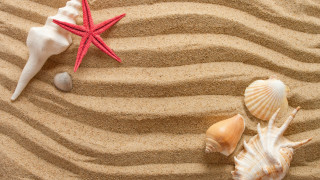 Red starfish shells sandy beach - a sandy beach free wallpaper