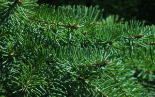 Pine tree needles branches nature - the branch free wallpaper
