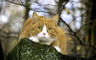 Serious cat on rock woods - a rock free wallpaper for desktop