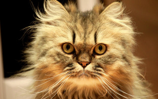 Long haired cat serious eye 2 - symmetrical eye free wallpaper