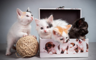 Kittens box yarn assemblage photorealistic 2 - professional photo free wallpaper