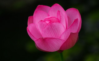 Pink flower green background blurry 5 - a green background in the background free wallpaper