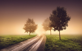 Dirt road trees fog sunset - fog in the air free wallpaper