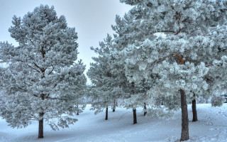 Snowy forest bench torii shrine - a hill side free wallpaper