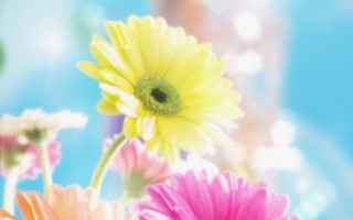 Flowers sky blurry background sunlight - derf free wallpaper
